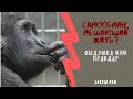 Самообман, мешающий жить! Как с этим быть?