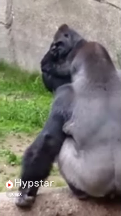 Gorila kentut
