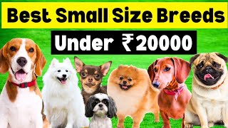 Best Small Size Dog Breeds In India | Best Small Size Dog Breeds Under 20000