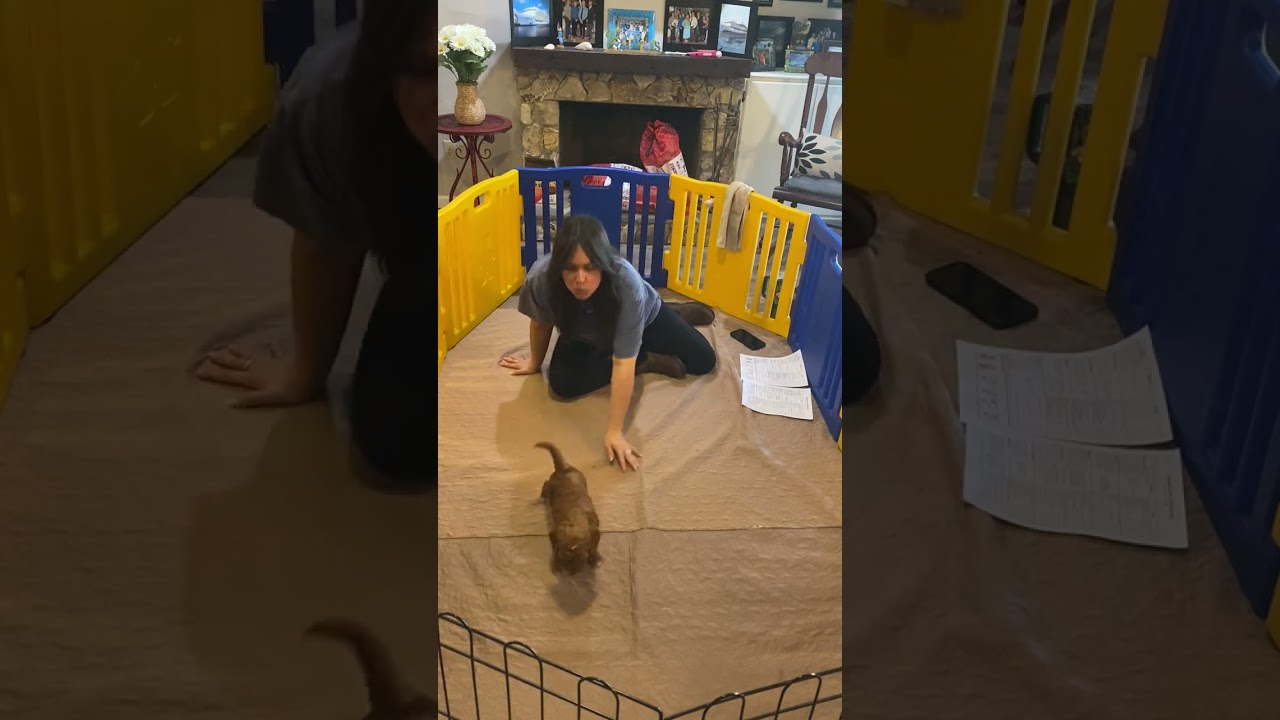 Rose’s temperament testing