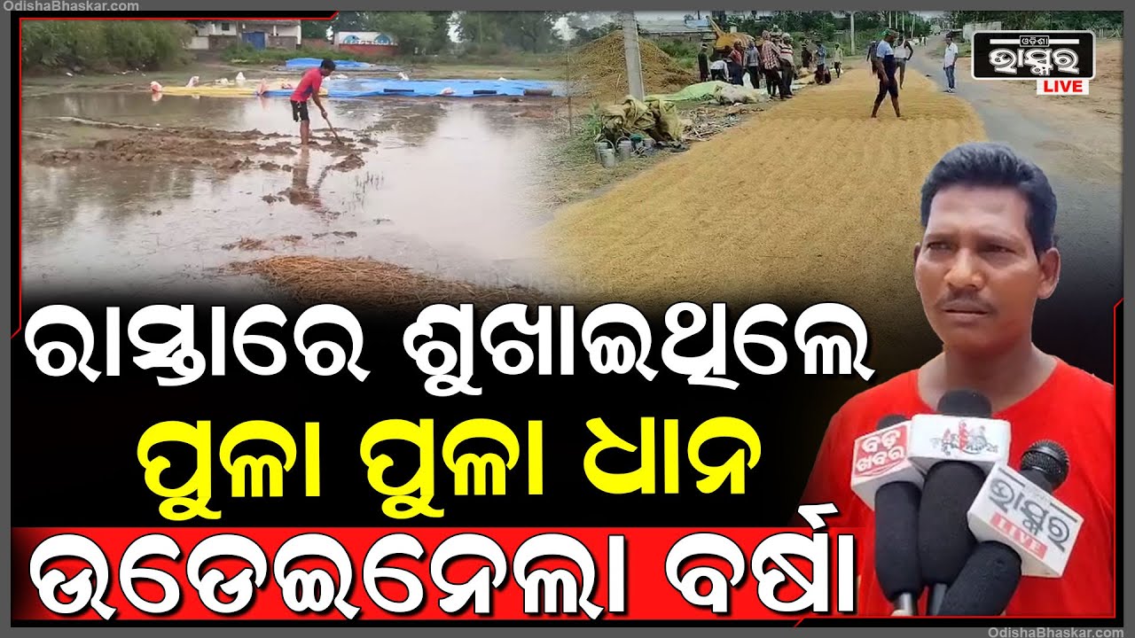 ଅଦିନିଆ ବର୍ଷାରେ ଭିଜିଲା ଧାନ ଫସଲ, ଚିନ୍ତାରେ ଚାଷୀର ଭାତହାଣ୍ଡି....