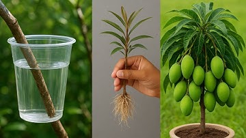 Unique Skill: Growing Mango Tree Using Onions | Quick & Easy Mango Tree Grafting Techniques