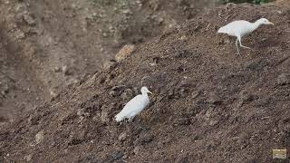 Cattle Egrets (Bubulcus ibis) catching flies and other insects.