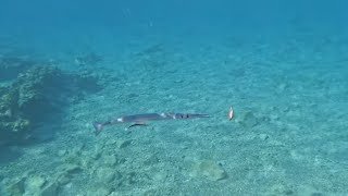 CROCODILE NEEDLEFISH TRIES TO SNAG A DAMSELFISH! (2022, 4k)