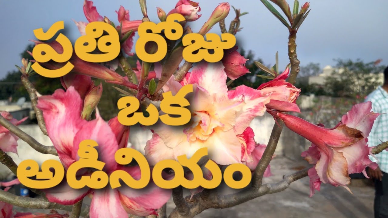 Adeniums Potting In Telugu Gardenmania With Mohan Hyderabadadeniums Youtube