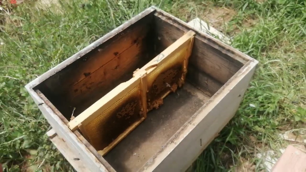 ستتحصل على طرود نحل خارقة اذا قسمت بهذه الطريقة.. 🌹🌹🌹