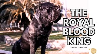 CANE CORSO / THE KING DID NOT MISS THE WINTER SUN @KINGOSCAR19