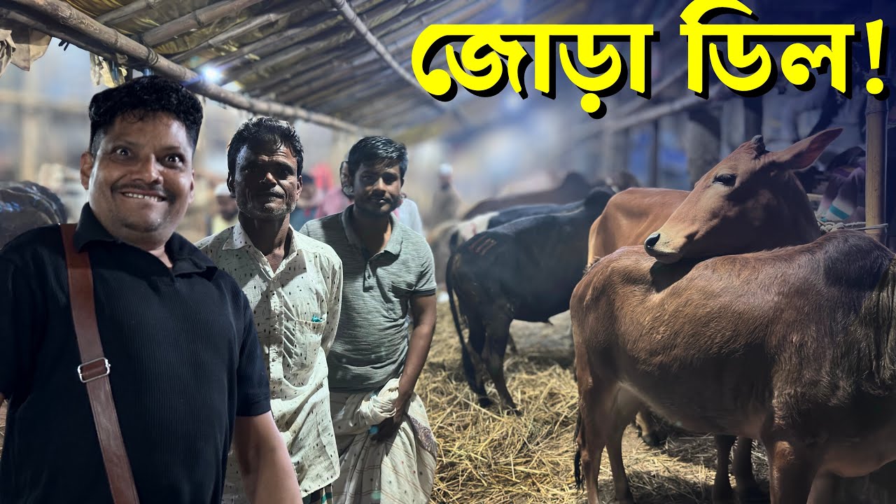 গাবতলী হাটে  দুই ষাঁড় গরু কিনলেন আকরাম ভাই | সুকচান ভাইয়ের জোড়া ডিল | Bangladesh Cattle Market