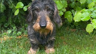 Cute dachshund on a rescue mission  #TeddyTheDachshund