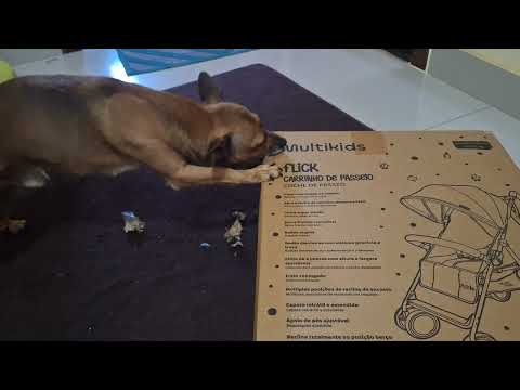MEU CACHORRO SABE ABRIR ENCOMENDA GRANDE DA SHOPEE