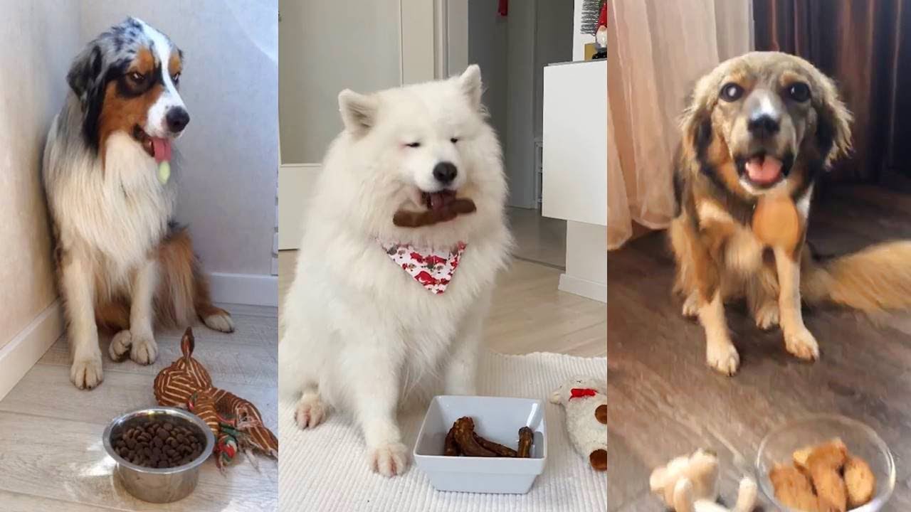 ⁣Dogs Reacting to Food being Poisoned - Part 2 | Fluff Planet