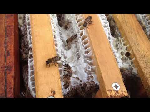 მაისის თაფლი 2018