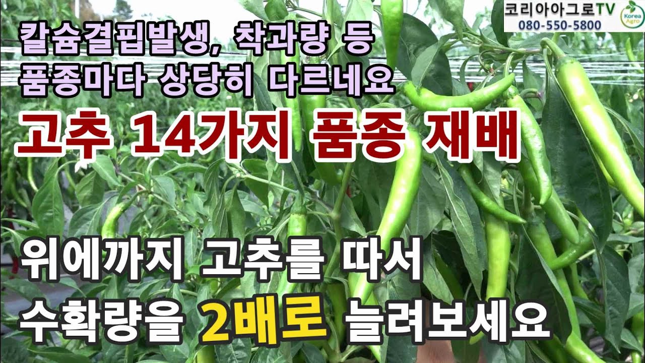 고추 14가지 품종 재배 시험 - 품종마다 착과량, 칼슘결핍 발생 차이가 큽니다.