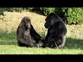Gorilla boys Bwana & Viking playing