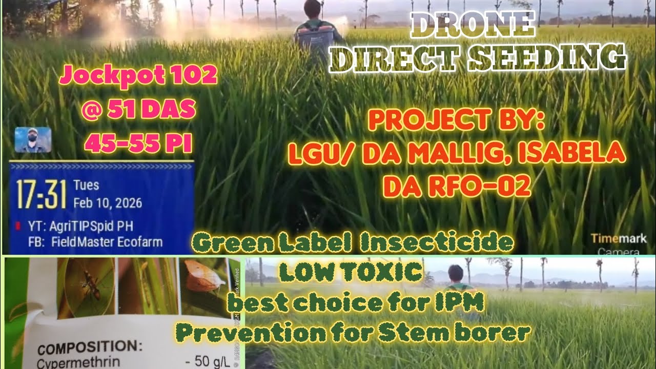 51 DAS Panicle Initiation| Green Label Insecticide DA Subsidy| Excellent Choice for (IPM)