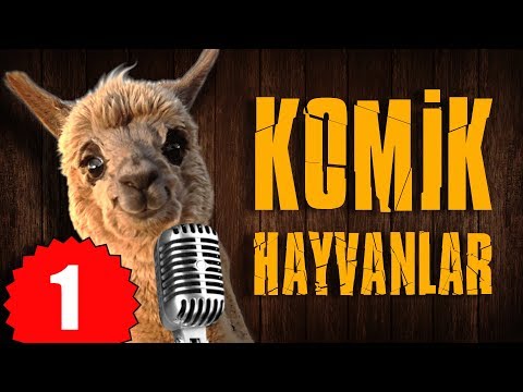 Pisi TV Komik Hayvanlar - Bu hayvanlar Konuşuyor