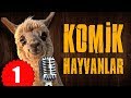 Pisi TV Komik Hayvanlar - Bu hayvanlar Konuşuyor