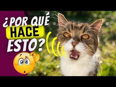 Video: Problemas mayores de salud del gato: cómo mantener activo su gato senior