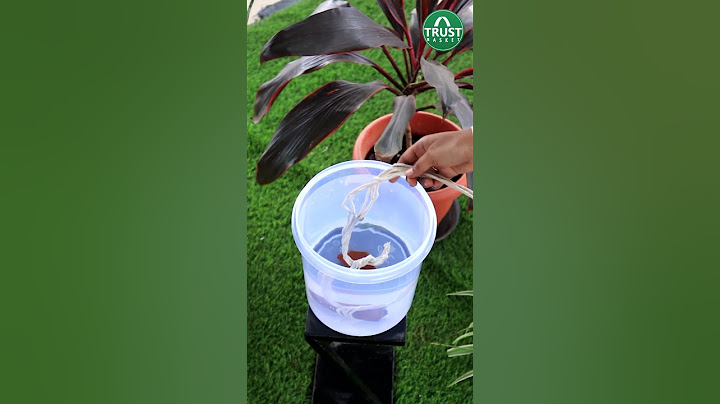 Hack to keep your plants watered on your vacation