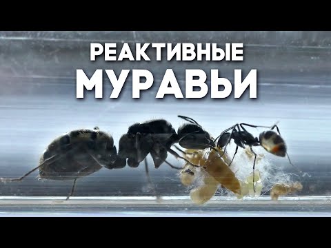 Видео: ЧТО СТАЛО С РЕАКТИВНЫМИ МУРАВЬЯМИ ЧЕРЕЗ ПОЛ ГОДА В НОВОЙ ФЕРМЕ? Camponotus parius // Димон и пумба