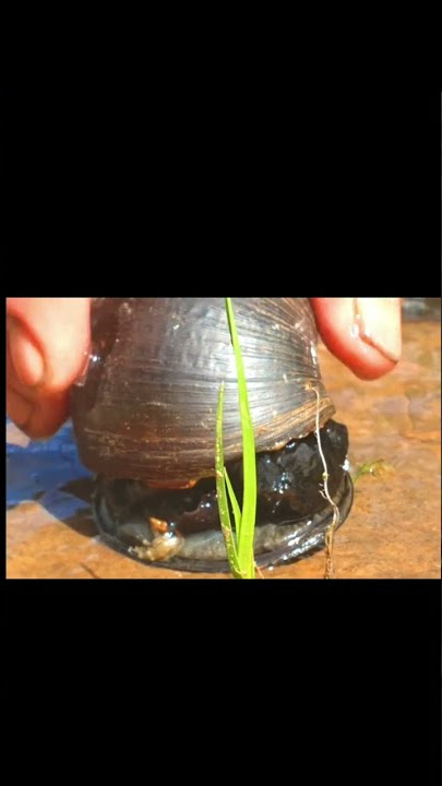 Amazing fishing catch eel unbelievable fishing easy eel trap new system of fish trap best video 2021