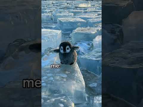 لاتنسوا الاشتراك في القناة وتفعيل الجرس اكسبلور ترند