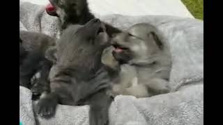 HOWLING WOLF DOG PUPPIES