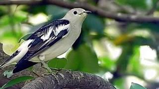 Wajib Anda Tahu !!! Burung Jalak Kapas Telah Banyak Ditemukan Di Indonesia