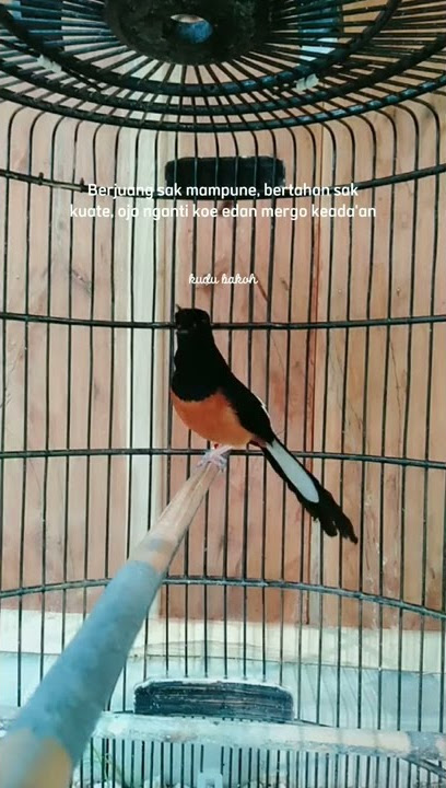 story wa murai batu berkelas 👍👍 #muraibatuindonesia #muraibatugacor #muraifighter #exoticbird