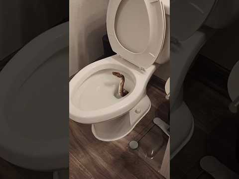 Змея в унитазе - хорошая находка? 🚽 #змея #рептилии #унитаз #новости #животные #побег #природа