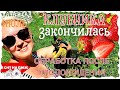 ВЛОГ | КЛУБНИКА ЗАКОНЧИЛАСЬ | ЧТО ДЕЛАТЬ С КУСТАМИ?