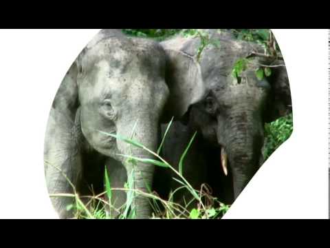 2分でわかる！世界の自然を守るWWFの活動