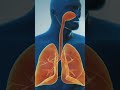 Why Humans Can't Breathe Underwater: The Science Explained!