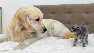 Adorable Golden Retriever Meets New Tiny Kitten for the First Time
