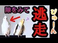 隙をみて逃走！！！オカメインコのむぎとおもち