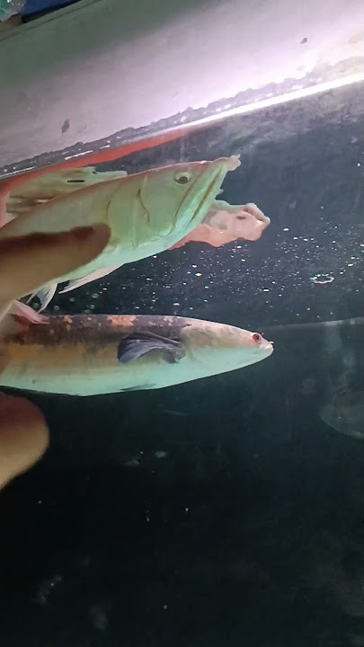 😱 Kaget Liat Arwana Ngerokok? #ikan #ikanhias #ikanarwana #arwana