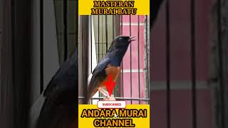 Peaceful Bird Songs for Meditation 🧘 #shorts #meditation #call