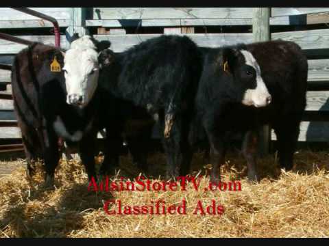 Greg Black Baldy Heifers 2 09