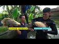 Asiknya Panen Ikan Gurame Bareng Kak Raka | SI OTAN (20/06/22)