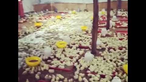 DAMLY gas brooder poultry farm