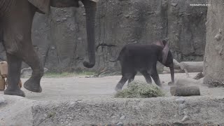 Baby Elephants First Day Outside At Indianapolis Zoo