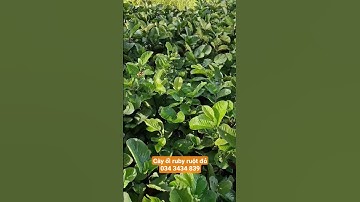 Cây ổi ruby ruột đỏ đẹp