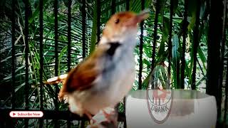 Suara Pikat Prenjak Cong Atau Prenjak Lumut