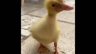 baby duck #babyduck