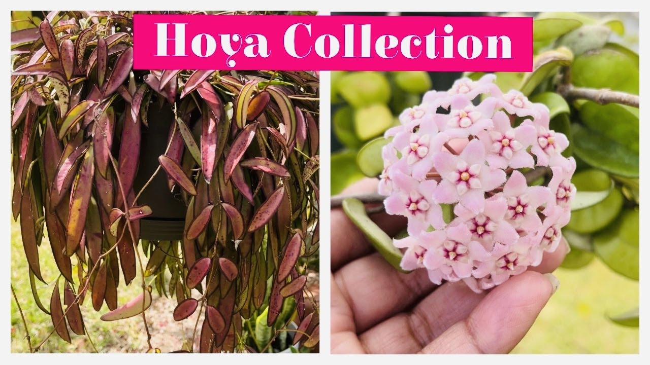 Hoya Collection || Spring 2023 - YouTube