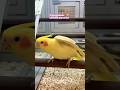 Periquito Pikachu fue Rescatado#shortvideo#shorts#short#viral#viral#viralvideo#youtube#dog#cat#cats