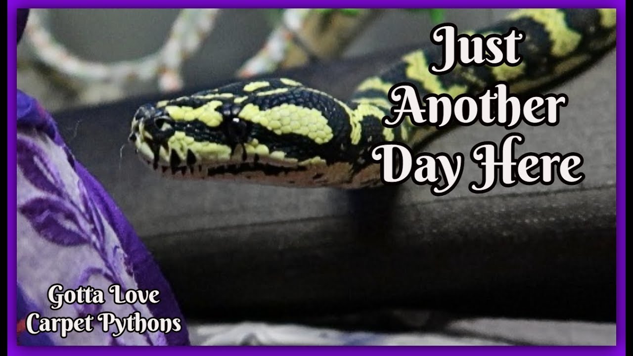 pet snakes and dogs Capturing Some Of What My Days Are Like With My Snakes