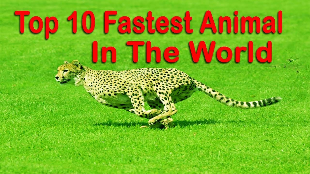 Top 10 Fastest Animals On The World – সেলিব্রিটি নিউজ | সর্বশেষ বাংলা সংবাদ  | ২৪ ঘন্টাই সেলিব্রেটিদের খবর