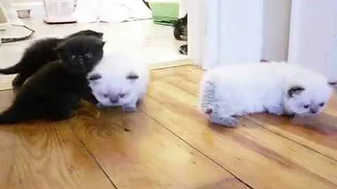 Video 7239181: himalayan persian, himalayan babies, gardens cattery