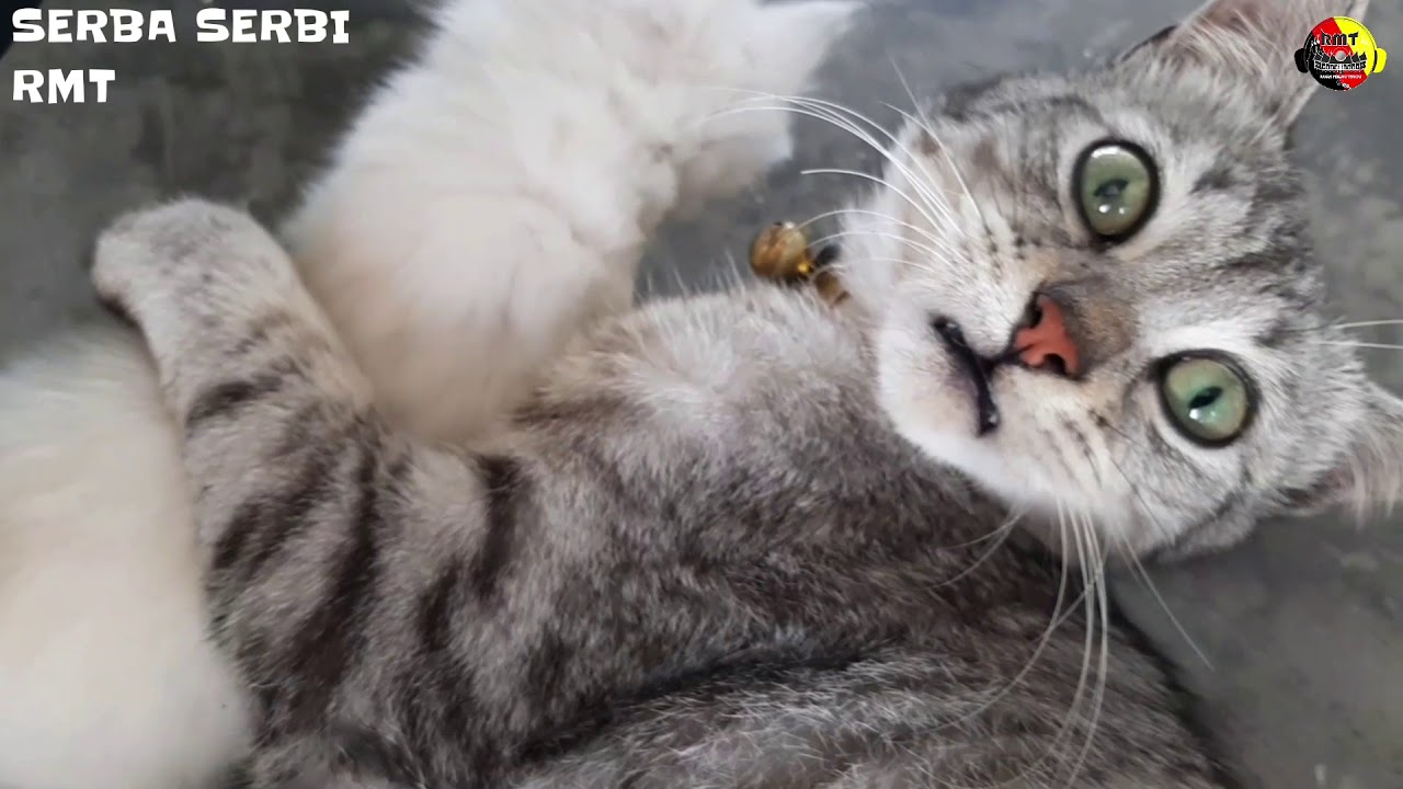 MENGHAPUS JEJAKMU - YouTube